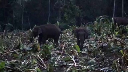 അതിരപ്പിള്ളി പിള്ളപ്പാറയിൽ കൃഷി നശിപ്പിച്ച് കാട്ടാനക്കൂട്ടം