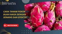 Cara tanam pokok buah naga dengan cara yang mudah dan efektif!
