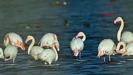 Türkiye'nin en sevimli sığınmacıları kamerada