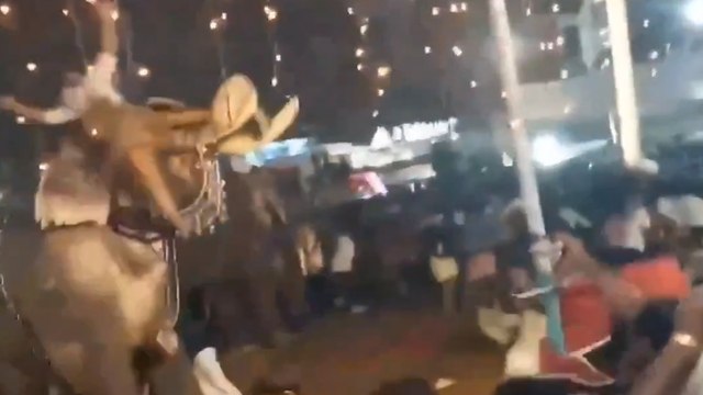 Un éléphant en panique blesse gravement un homme et provoque un mouvement de foule en Inde