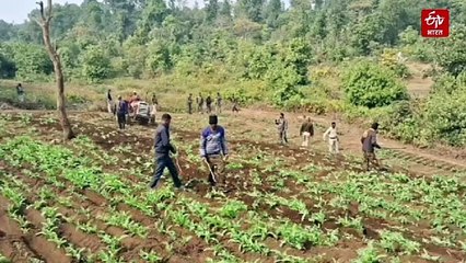 टेक्नोलॉजी की मदद से नष्ट की जा रही है अफीम की खेती, सैटेलाइट से की जा रही निगरानी