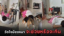 เอ็นดู เมื่อเจ้านายขอลองใจน้องหมา ถือขนมแกล้งล้มต่อหน้า จะช่วยหรือจะกิน