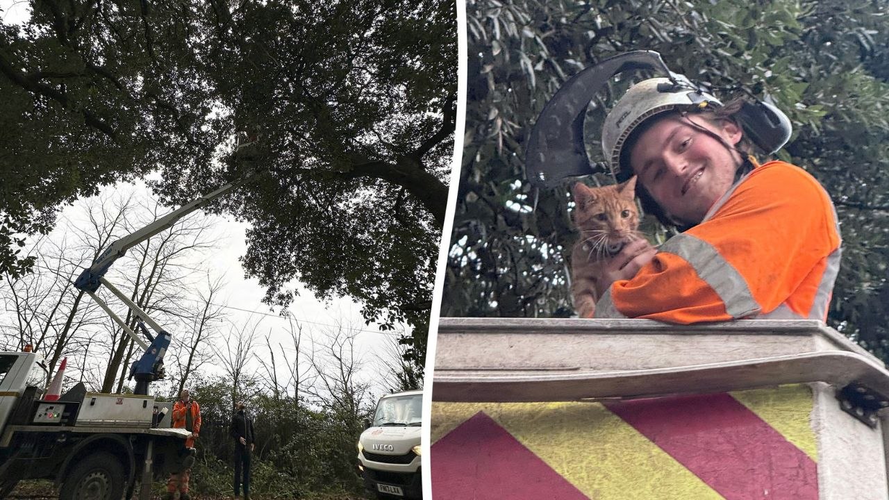 Katze, die 24 Stunden lang in einem Baum feststeckte, wurde von Rettungskräften in einem Hubsteiger gerettet