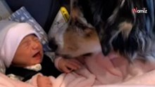 Zum ersten Mal sieht Hütehund das Baby: Seine Reaktion ist herzerwärmend (Video)