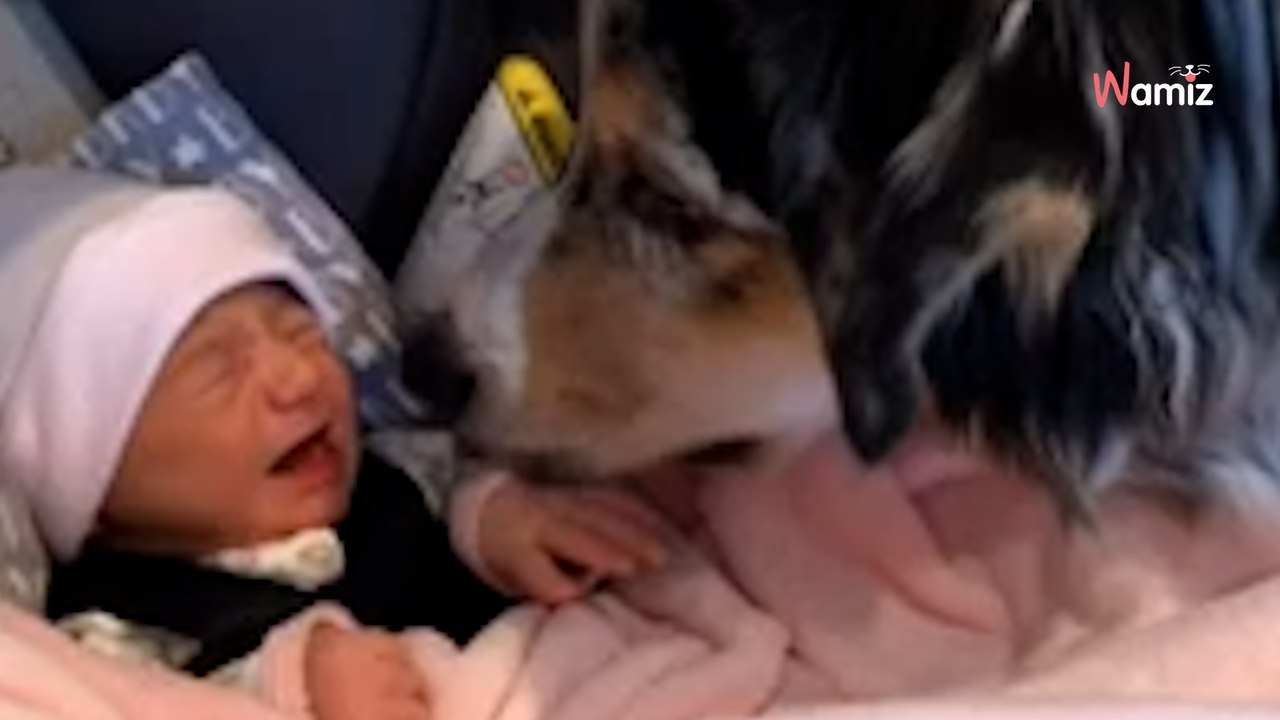 Zum ersten Mal sieht Hütehund das Baby: Seine Reaktion ist herzerwärmend (Video)