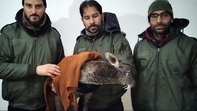 ضلع اننت ناگ کے ڈورو ویری ناگ میں محکمہ وائلڈ لائف نے زخمی کستوری ہرن کو بازیاب کیا