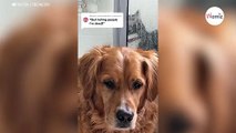 Golden retriever sprytnie pozbywa się kota i bawi internautów do łez (wideo)