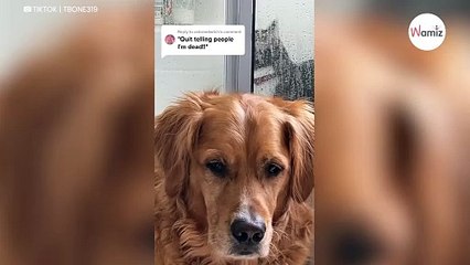 Golden retriever sprytnie pozbywa się kota i bawi internautów do łez (wideo)