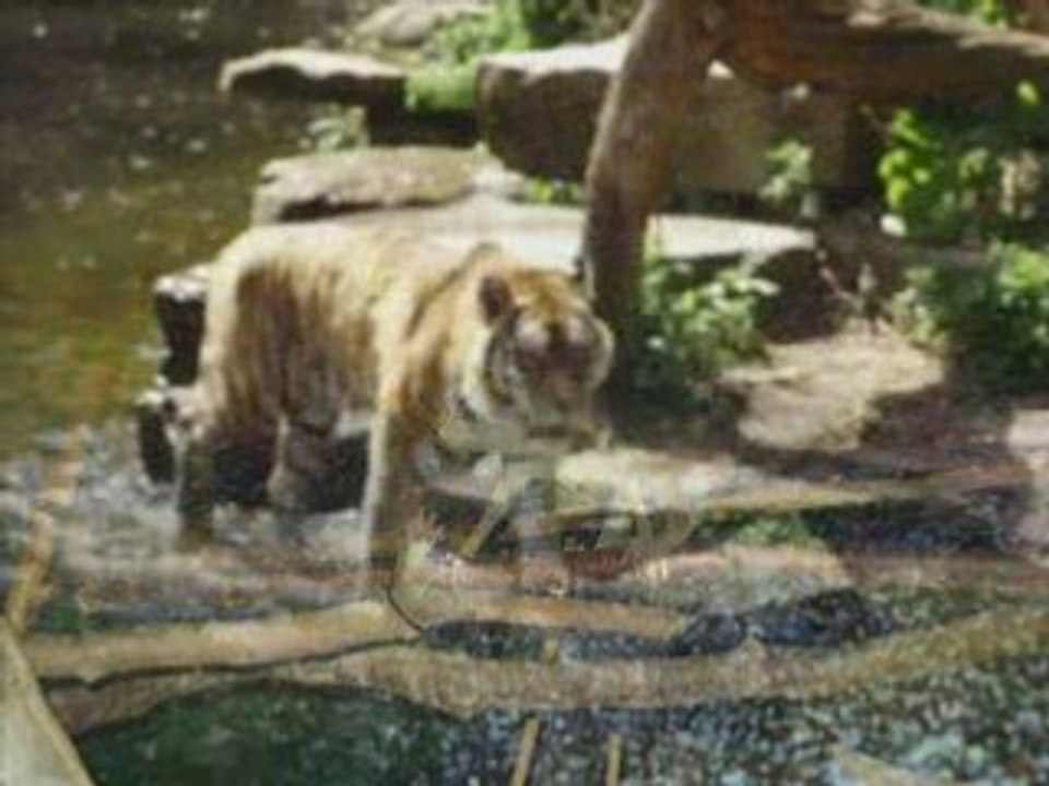 Le zoo d'anvers