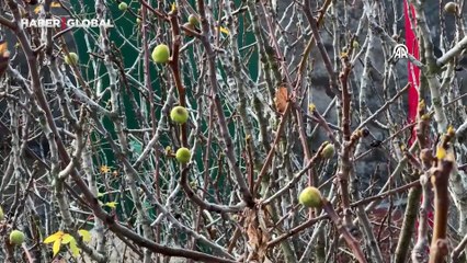 Ocak ayında beklenmedik olay: Kış mevsiminde meyve verdi