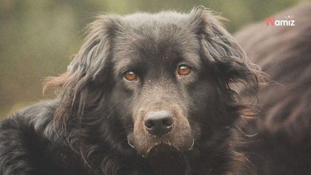 Trouvée errante en Roumanie, cette chienne est une perle rare qui est arrivée en France pour trouver une famille