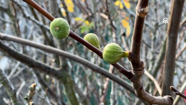 İncir ağacı ocak ayında meyve verdi