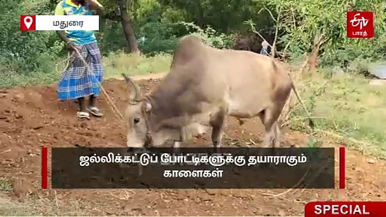 நான் ரெடி; நீங்க ரெடியா? களம் காணத் தயாராகும் ஜல்லிக்கட்டு காளைகள்!