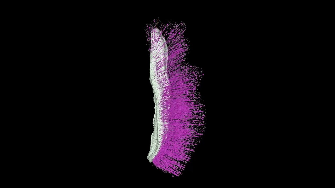 Mollusc fossils Punk and Emo are making waves in the scientific world 430 million years on