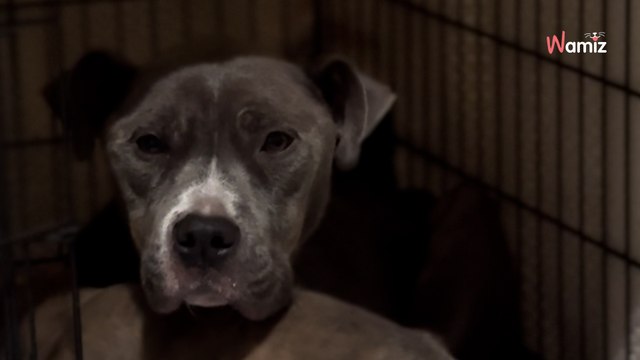 Besondere Familie schläft im Regen auf einer Decke und wacht neben einem Engel auf (Video)