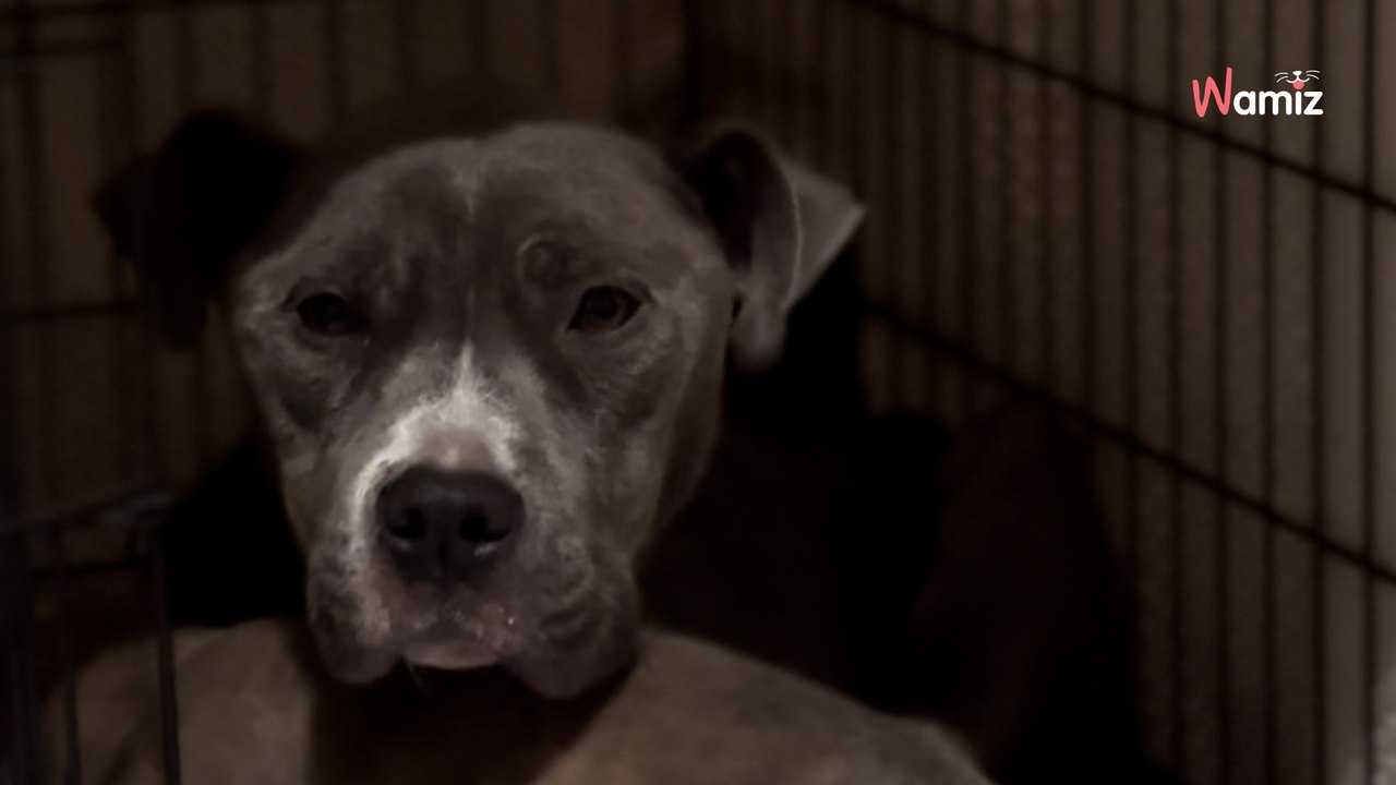 Besondere Familie schläft im Regen auf einer Decke und wacht neben einem Engel auf (Video)
