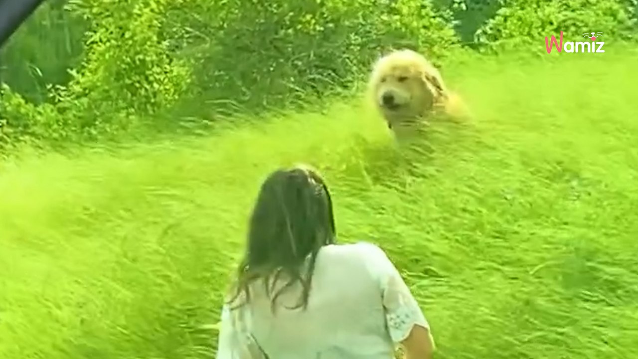 Ein Hund wird am Straßenrand ausgesetzt und wartet geduldig auf seine Rettung