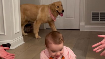 Adorable puppy's fear of babies highlighted in this comical video