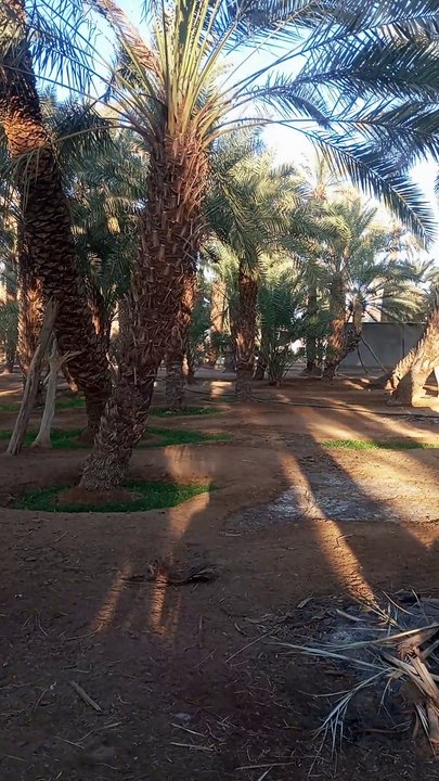 مزرعه النخيل
