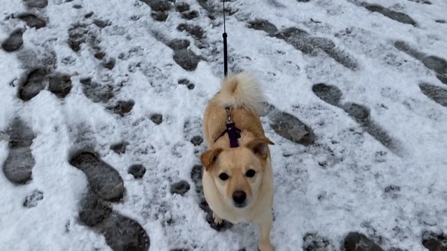 « Un manteau blanc » : le Nord et le Pas-de-Calais sous la neige
