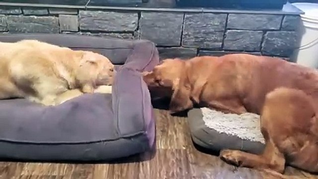 Weird golden retrievers play through a dog bed