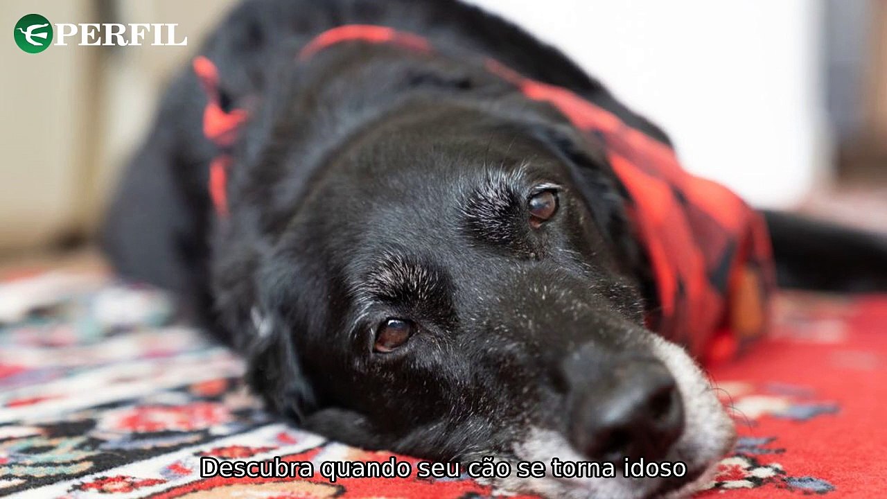 "Divórcio Cinza e Cachorros Idosos: A História de São Severino, o Santo Vidente"