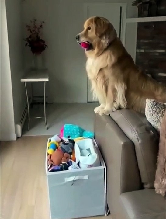 Mr. Golden Retriever!❤️🐶 #love #goldenretriever #labrador #cute #dog #pets #shorts