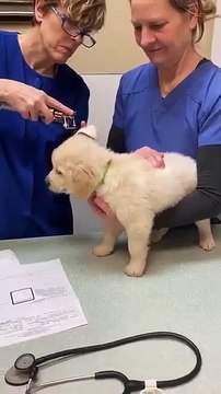 when the puppy gets his first shot #dog #goldenretriever #funny #pets #puppy #cute