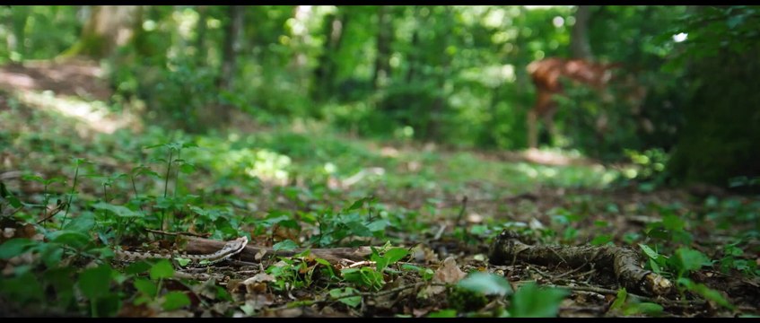 Bambi: Uma Aventura na Floresta Trailer Legendado