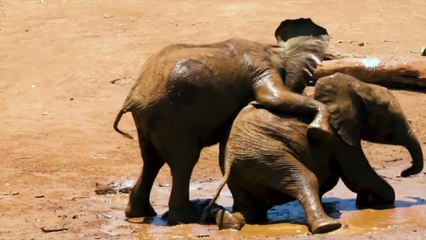 funny movement and funny animals