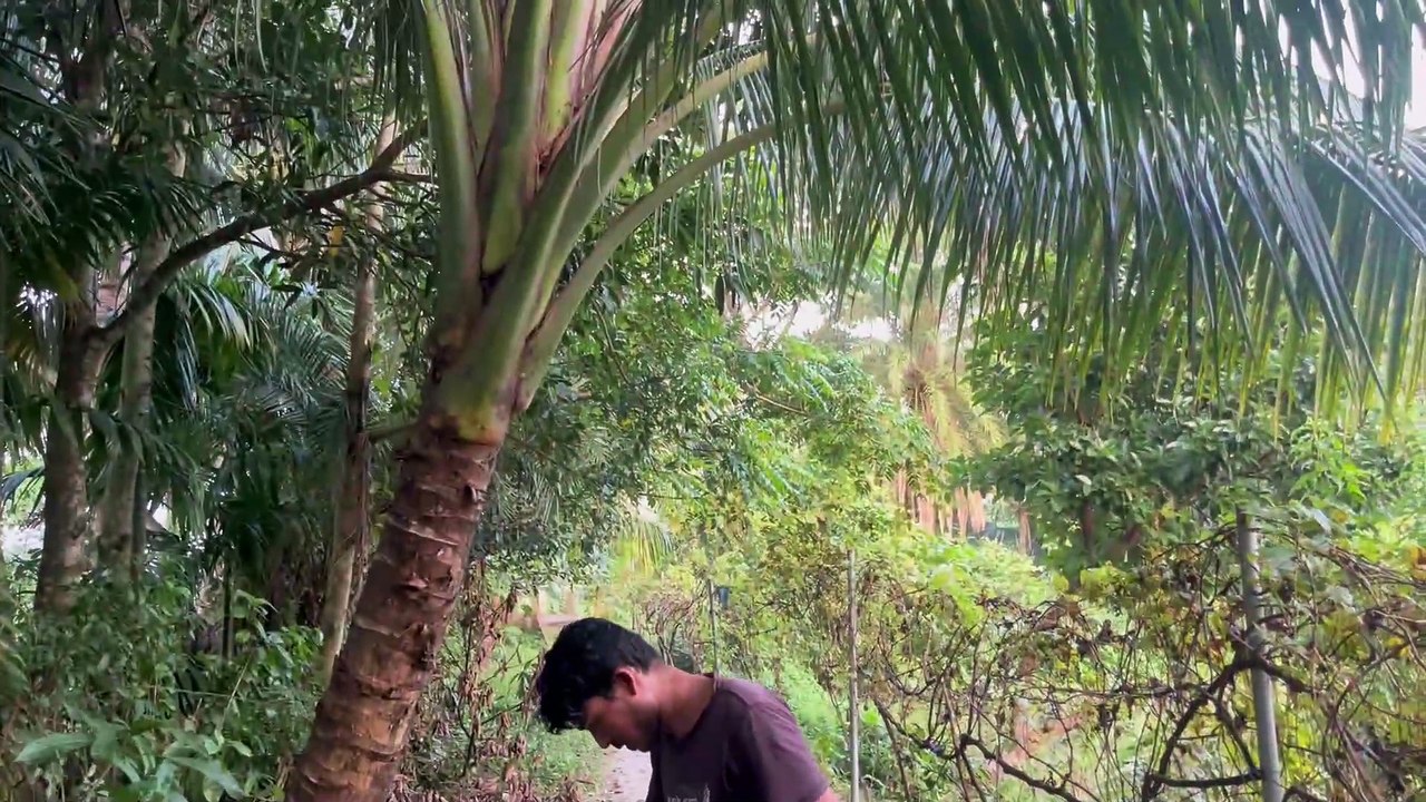 নারিকেল গাছের জন্য জৈব খাবার প্রয়োগ প্রক্রিয়া