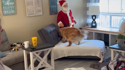 Santa becomes dog’s favorite decoration on his first Christmas