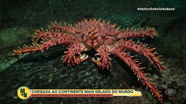 Planeta Incrível: os animas e as curiosidades da Antártida | Melhor da Noite