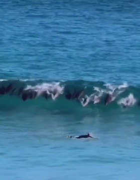 Un surfista intenta coger una ola, pero lo que encuentra lo deja sin palabras