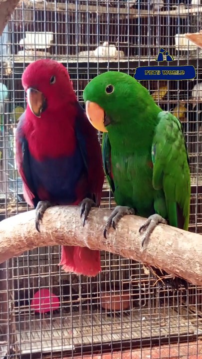 Eclectus തത്തകൾ | Eclectus Parrots | 80896 90746/ 98463 90746/ 0468 2964521