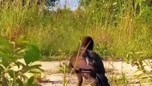 In Wild to eat you must kill
