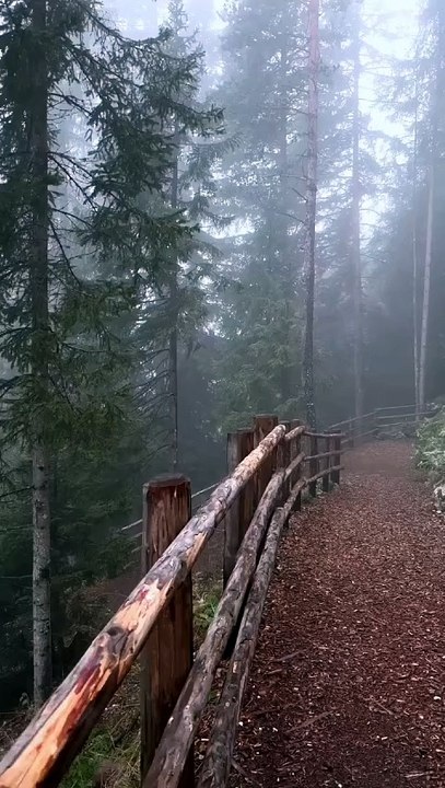 Misty_forest_❤️___#nature_#naturephotography_#naturelovers_#naturelover#naturegeography_#usa_#naturegram_#naturephoto_#natureshots_#nature_perfection_