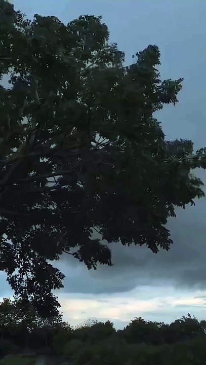 Nature videos