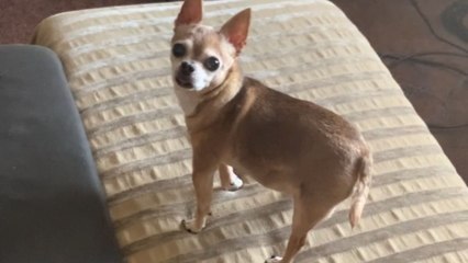 Chihuahua's separation anxiety ends as he welcomes mommy home