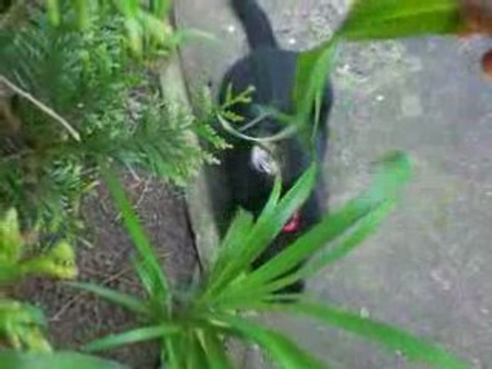 Lola et Sha