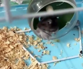 Un coach sportif très très dur... ahaha