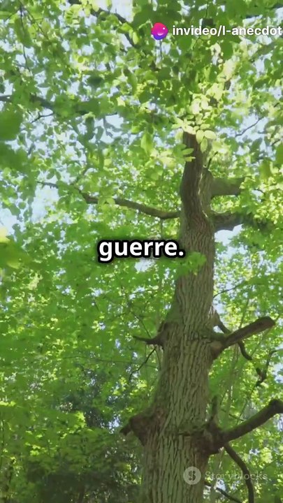 La forêt de Tronçais : Un héritage inutile de Colbert