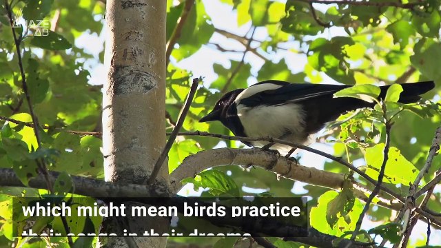 Have You Ever Wondered What Certain Animals Think About When Dreaming?