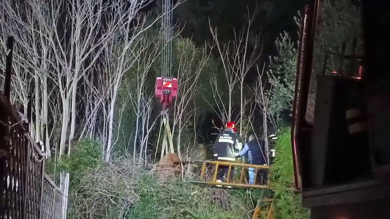 Mucca salvata dal pozzo a Minissale, Messina