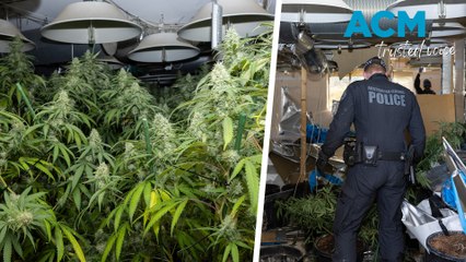 Hydroponics and 156 cannabis plants discovered in ACT house