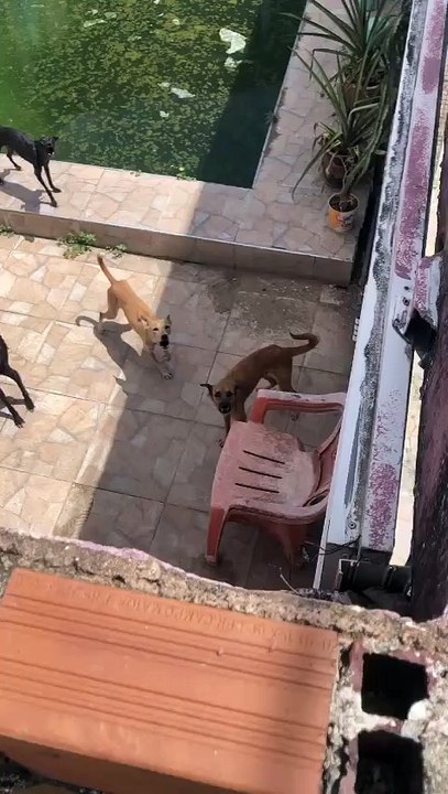 Homem é preso por maus-tratos a cães em Caucaia