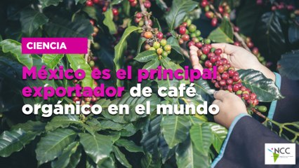 México es el principal exportador de café orgánico en el mundo