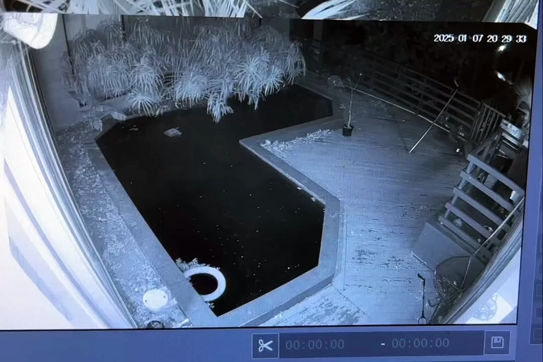guaxinim cai em piscina
