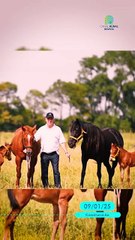 Argentina lidera con el nacimiento de caballos genéticamente editados 🌟