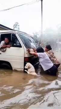 #doglove #dog #respect #help #save #sn2sg #sunnight #flood #water #sunnightmusic #together #power #challenge #sunnightpop #wayselfmore #sunnightblues #push #survivor #strangerthings #smart #intelligent #pet #pets #hearttouching #realstory #animal #human